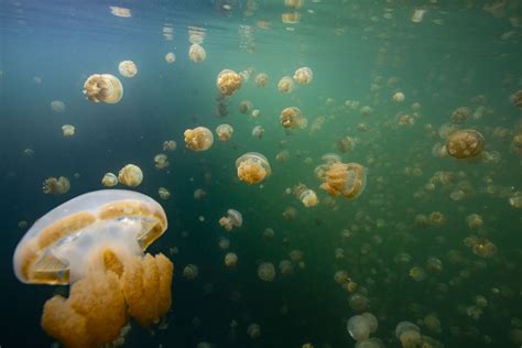 How Do Jellyfish Reproduce? Simple, But Complex Creatures