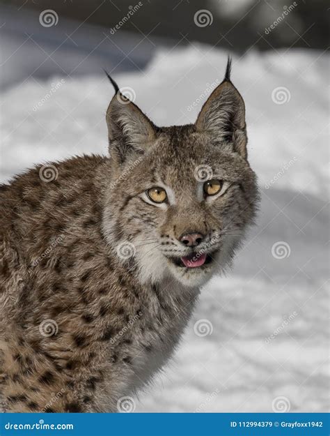 Siberian Lynx Cub stock image. Image of spots, mammal - 112994379