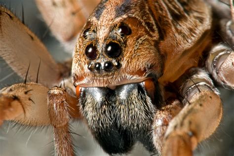 Wolf Spider Facts and Pictures - The Infinite Spider