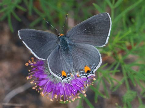 Gray Hairstreak - Alabama Butterfly Atlas