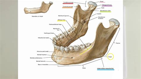 ANATOMİ-12.KONU-Cranium(Os Nasale, Concha Nasalis Inferior, Mandibula ...