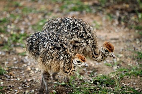 Baby ostriches spotted @ Eden Safari Country House | Baby ostrich ...