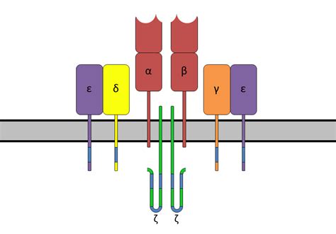 Antigens, cd3; CD3 Antigens; CD3 Complex; T3 Antigens