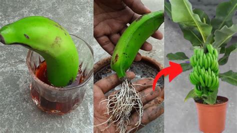 Growing Banana Trees