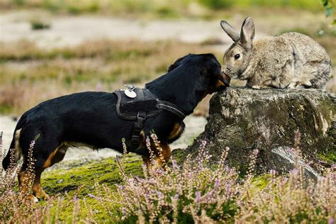 How to Train Your Dog to Hunt Rabbits | Wag!