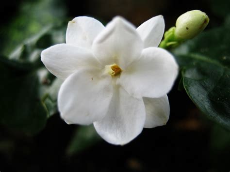 Jasmine Flower Wallpapers - Latest News