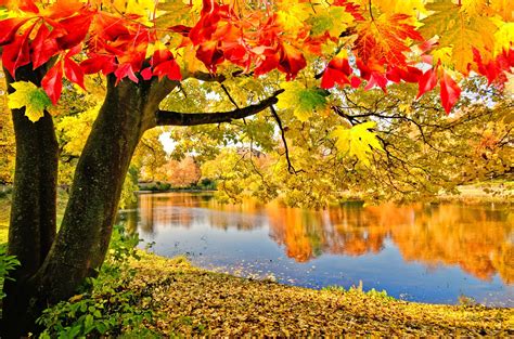 Download Reflection Fall Tree Nature Lake Wallpaper