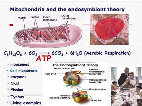 PPT - Mitochondria and the endosymbiont theory PowerPoint Presentation - ID:3024533