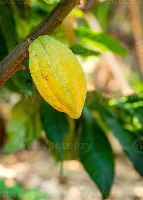 Cacao tree with cacao pods in a organic farm 2529446 Stock Photo at ...