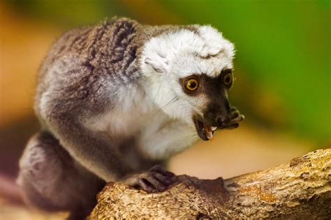 Lemur Eating Free Stock Photo - Public Domain Pictures