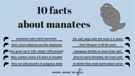 10 Interesting Facts About Manatees Riset - Riset