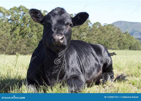 Black Angus Cattle Stock Photo | CartoonDealer.com #34153602