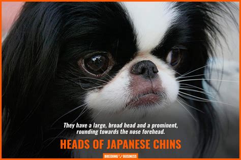 How To Breed Japanese Chins – Health, Price, Temperament & FAQ