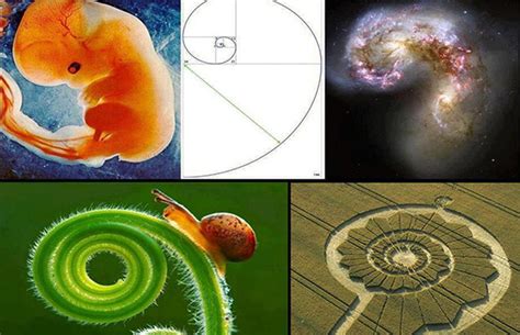 Understanding The Fibonacci Sequence & Golden Ratio