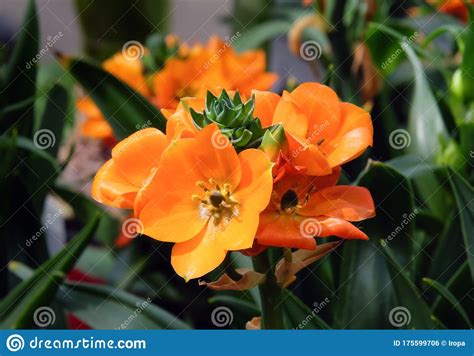 Star-of-Bethlehem or Ornithogalum Lat. - Ornithogalum Dubium Stock Photo - Image of ...