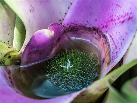 How to Water a Bromeliad — How Much, How Often, and Best Methods - The Healthy Houseplant