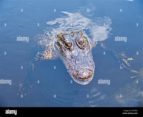 Alligator on a swamp boat tour of the Bayous outside of New Orleans in Louisiana USA Stock Photo ...