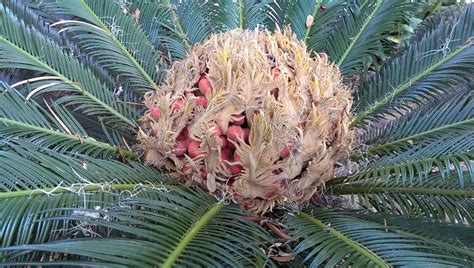 How to Determine if a Cycad Seed is Viable