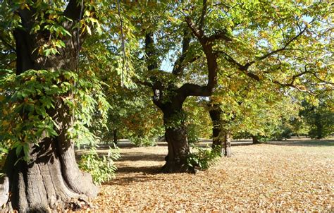 "Greenwich Park in Autumn" by Stephen at PicturesofEngland.com