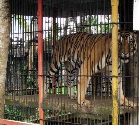 Captive breeding of tigers is not conservation | The Star