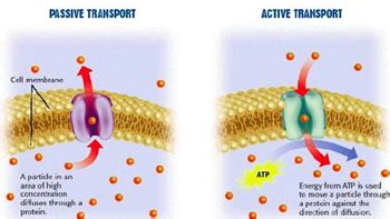 What Is Another Word For Transport Protein - Transport Informations Lane