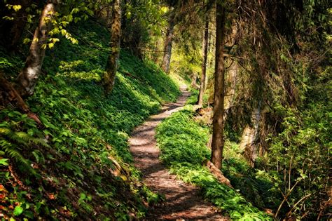 ¿Qué es un ecosistema forestal? - Revista Ambiente