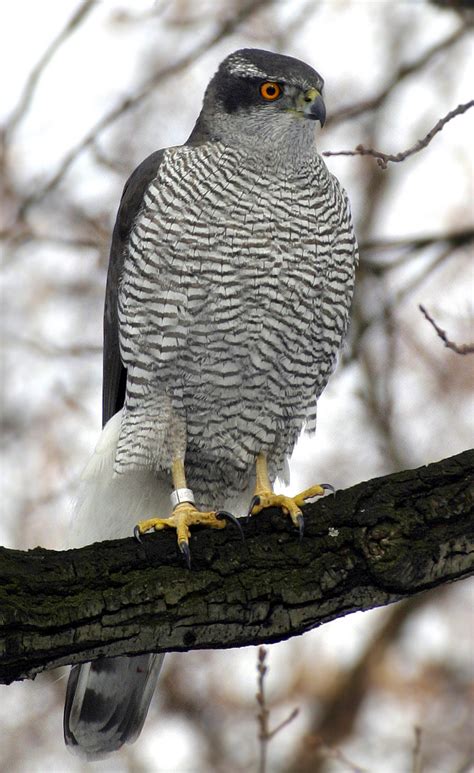 File:Northern Goshawk ad M2.jpg - Wikimedia Commons