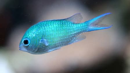 Green Chromis (Chromis Viridis) | Fish Files