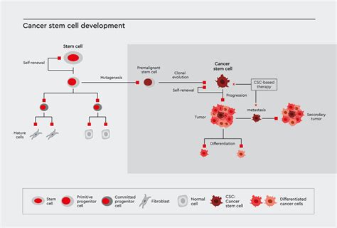 Cancer stem cells in tumor biology - PromoCell PromoCell