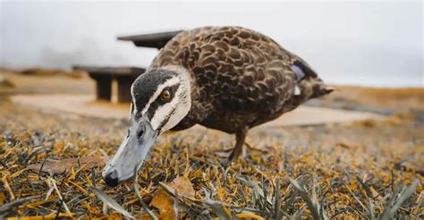 Predator-Proofing Paradise: How To Keep Ducks Safe From Predators? - The Worlds Rarest Birds