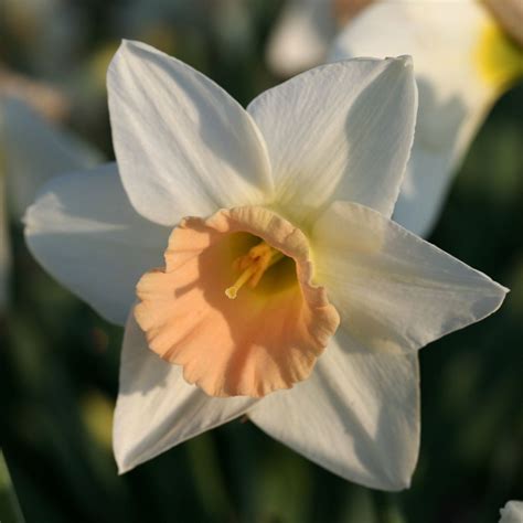 Narcissus ‘Passionale’ Jumbo Bulbs | Bulb flowers, Planting bulbs, Bulb