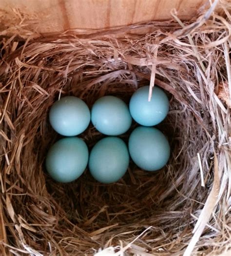 NestWatch | Eastern Bluebird eggs - NestWatch