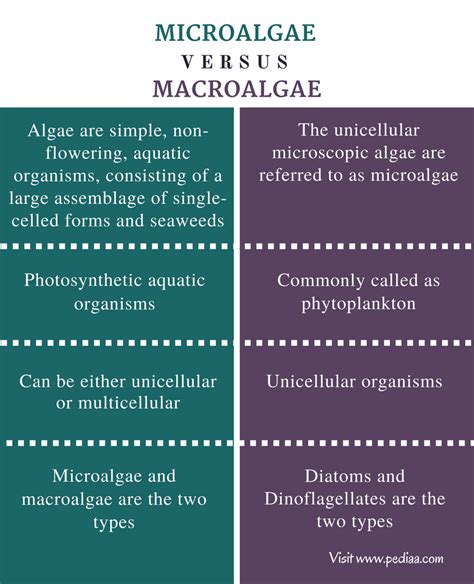 Difference Between Algae and Microalgae | Definition, Types, Features