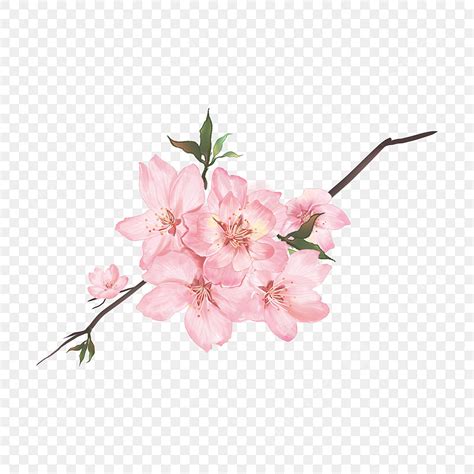 Muñeca Pesada Rosa Sakura Flor Acuarela PNG ,dibujos Acuarela, Cerezo, Flores De Cerezo PNG y ...