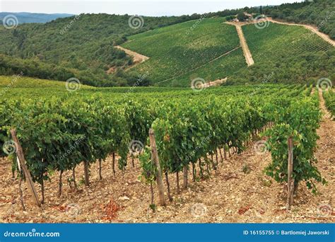 Chianti vineyard hills. stock image. Image of hill, nature - 16155755