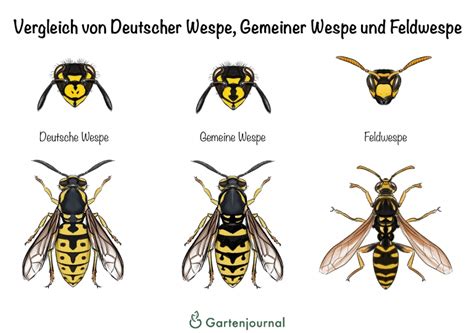 Deutsche Wespe » Merkmale, Lebenszyklus und Vertreibung