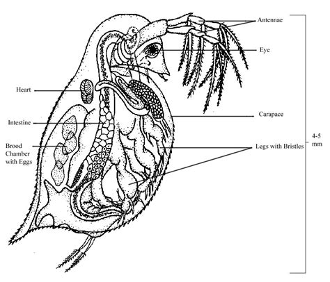 Science: Daphnia Bioassay