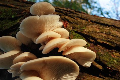 Oyster Mushrooms on decaying tree Photograph by Morgan Hill - Pixels