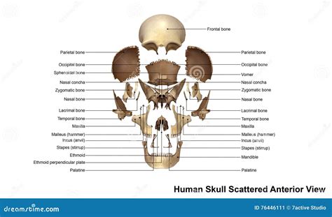 Fetal Skull Dimensions. Superior View And Lateral View Of The Fetal Skull Showing The Sutures ...