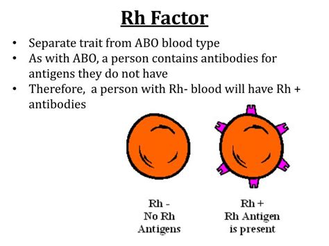 PPT - ABO Blood Groups PowerPoint Presentation - ID:2847004