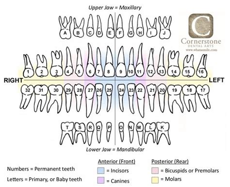 #what do dental numbers mean Archives - Cornerstone Dental Arts Blog | Dental assistant study ...