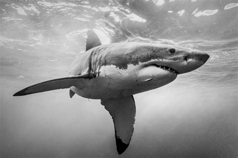 Great White Shark Print in Black and White, on Premium Photo Paper ...