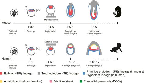 Implantation Of Embryo In Uterus