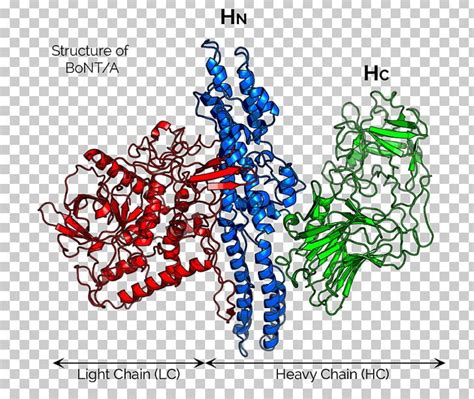 Clostridium Botulinum Botulinum Toxin Neurotoxin Structure PNG, Clipart, Area, Art, Botulinum ...