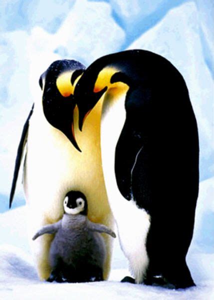 baby penguins - Baby Penguins Photo (34257108) - Fanpop