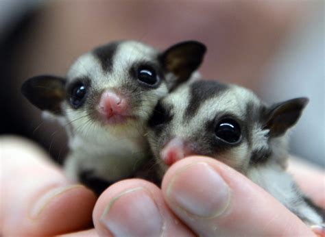 Tiny Sugar Glider Cubs Smaller Than The Palm Of A Hand Have Become A Top Attraction At Wildlife ...