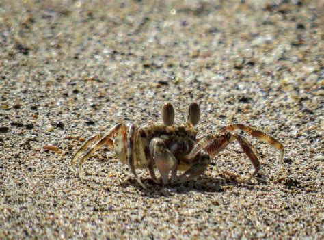 Beach crab in Lahaina, Maui, Hawaii : pics