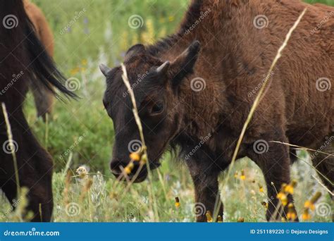 Adorable Baby Bison Calf in a Meadow Stock Photo - Image of ...