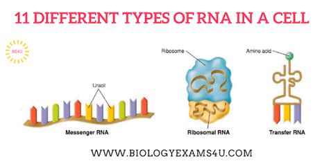 11 Different Types of RNA in a Cell