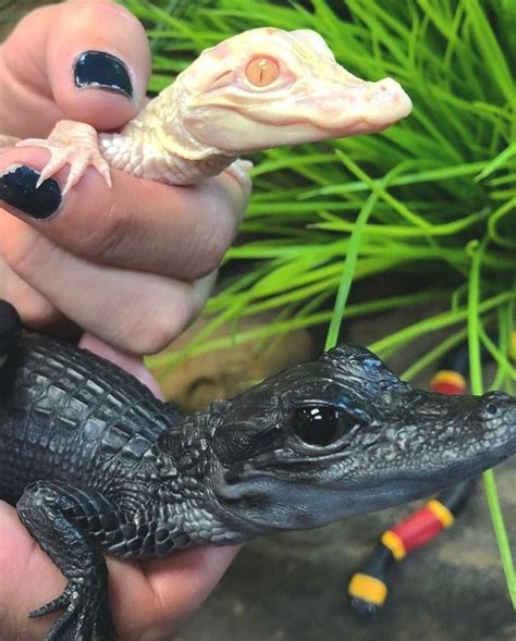 Beautiful Albino and melanistic baby alligators!! All credit to @savannahboan on instagram as ...